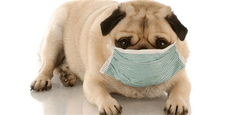 This may be due to the presence of a large mass within the chest or due to the accumulation of fluid within the chest (pleural effusion). How to Know if Your Dog Has Allergies and What To Do About It