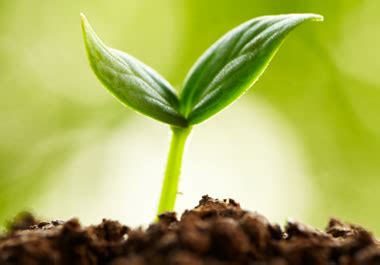 Why is this happening ? English Learner's Word of the Day: sprout - Learner's ...