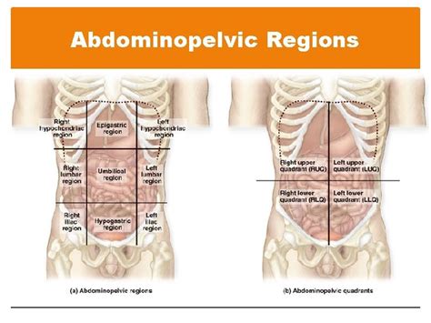 Chapter 1 Overview Of The Body Human Physiology