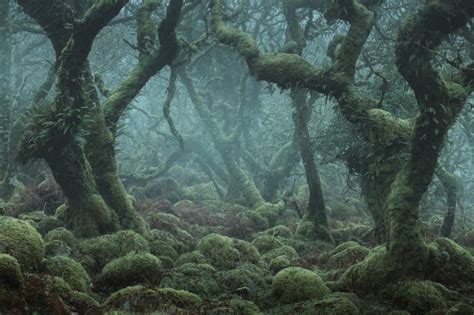 Photos Of The Tangled Mossy Trees In A Foggy English Wood Petapixel