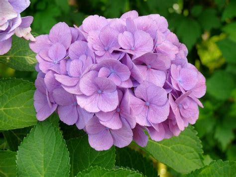 Si observamos, por ejemplo, una flor de azucena, vemos que aparentemente carece de cáliz y que presenta seis pétalos grandes. Pin de luis en flowers | Flores bonitas, Plantas de invierno, Hortensias