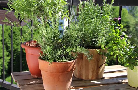 This will help you determine which herb seeds you should buy. How to Make a Balcony Herb Garden | eBay