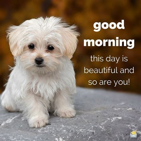 The 25 Best Good Morning Dog Ideas On Pinterest Good