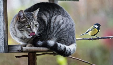 Cats Get Away With Murder Have Caused Bird Population Declines