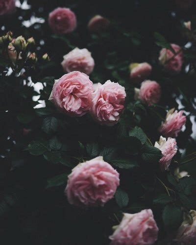 5000 gambar bunga mawar layu tumblr paling baru infobaru. Gambar Syakira Tumblr Gambar Bunga Mawar di Rebanas - Rebanas