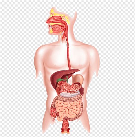 Human Digestive System The Digestive System Gastrointestinal Tract Human Body Liver Label