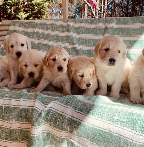 Experience makes all the difference. Colby & Kristin Anderson Has Golden Retriever Puppies For ...