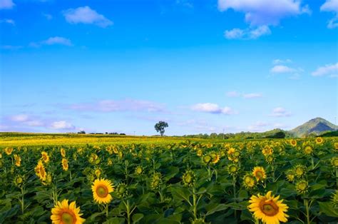 Premium Photo Sunflowers Field On Sky