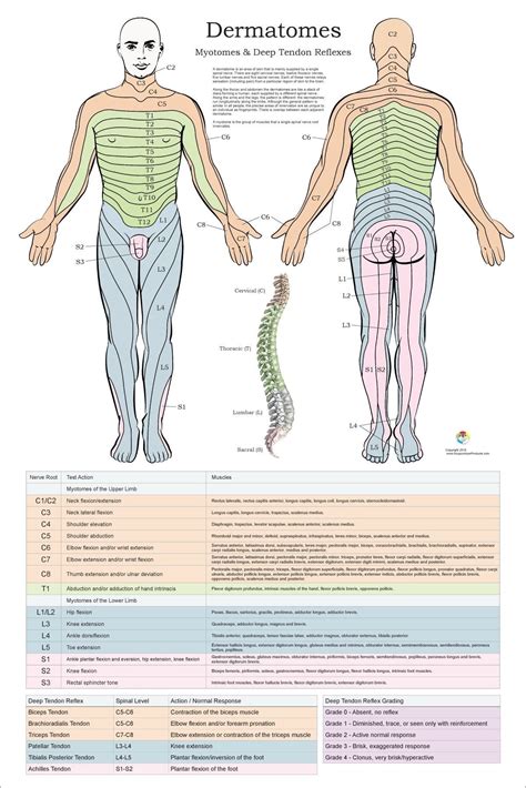 Dermatomes Myotomes And Dtr Poster X Chiropractic Medical Nervous