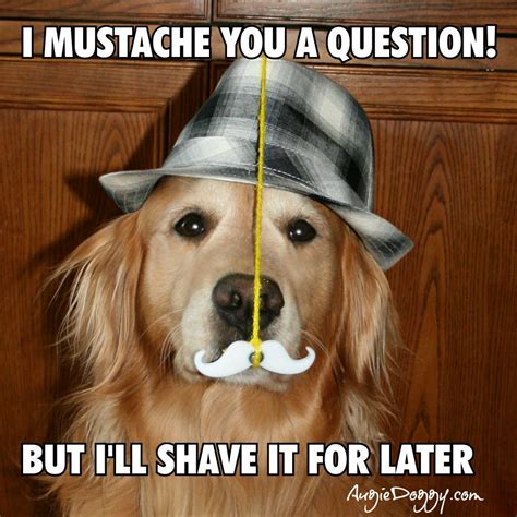 Even Dogs Are In With The Mustache Trend Augie Has Some Of The Best