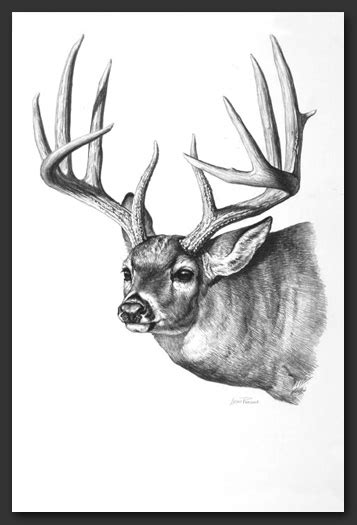 Whitetail Deer Pencil Drawings