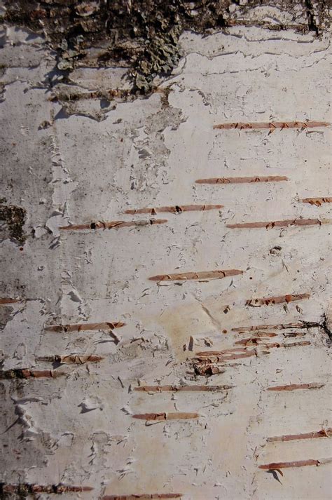 Hd Wallpaper Birch Bark Tree Trees Trunk Nature Backgrounds Full