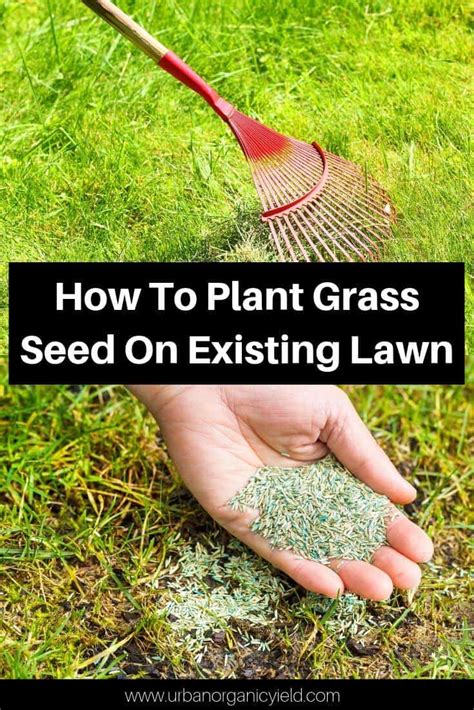 How To Plant Grass Seed On Existing Lawn Overseeding Lawn Diy Lawn