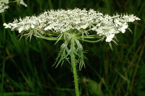 Giant Hogweed Ontarios Invading Species Awareness Program