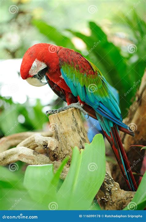 Macaw Sleeping On Branch Stock Photo Image Of Exotic 116099178