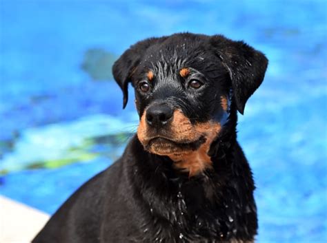 Read on for a complete guide to the pitweiler! Pitbull Rottweiler Lab Mix Puppies - Puppy And Pets