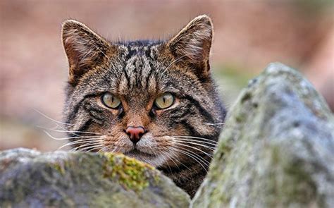 New Hope For Worlds Rarest Feline The Scottish Wildcat