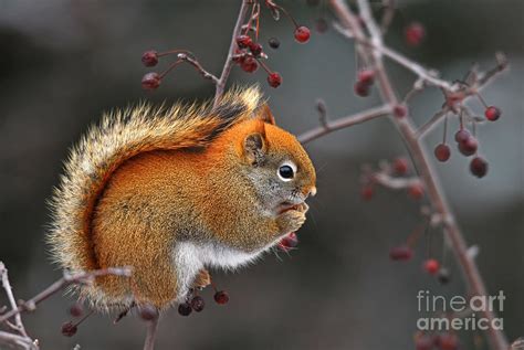 Red Squirrel Eating Berries Of Ash Tree Photograph By Nancy Bauer Pixels