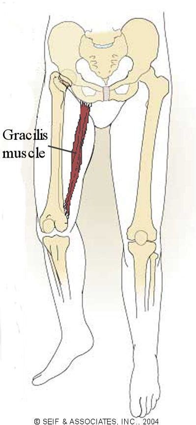 Muscles, arteries, veins and lymphatic system., from the online textbook of the fascia lata is the deep fascia of the thigh and encloses the muscles and forms the outer limit of. Pin on Massage Therapy....yes please!