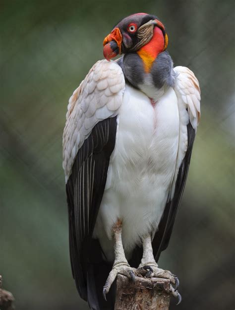 Animals Of The World King Vulture