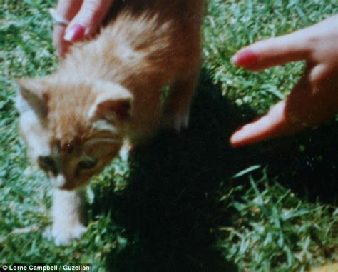 Once you know roughly how old your kitty is, you can compare her age to your own. The runt of the litter who became Britain's oldest cat ...
