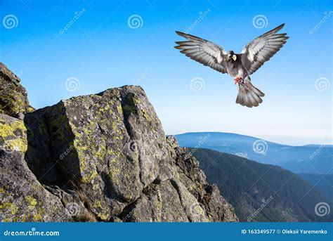 Angel Bird In Heaven Stock Image Image Of Beam Dove 163349577