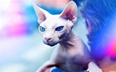 Hairless Cat Wallpapers Wallpaper Cave