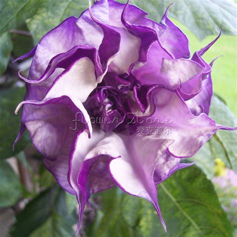 1 Bag 20 Purple Moonflower Seeds Fresh Fragrant Blooms Perennial In
