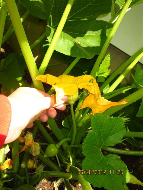 Plant squash on a mound; Our Little White House Blog