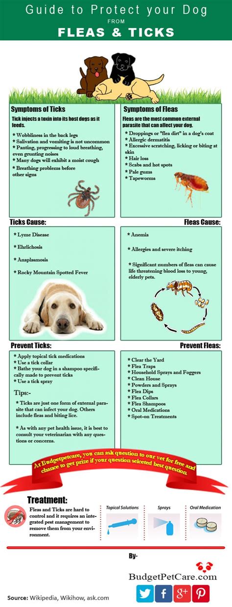 Guide To Protect Your Dog From Fleas And Ticks Infographic Ticks On