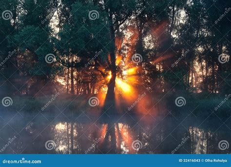 Sunbeams Behind Tree In Misty Morning Stock Image Image Of Bright