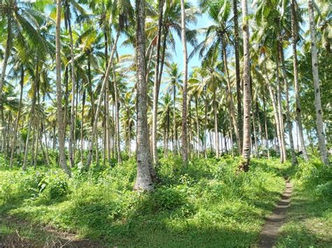 Perkebunan Kelapa Di Desa Dapalan Kecamatan Tampanamma Dpm Ptsp