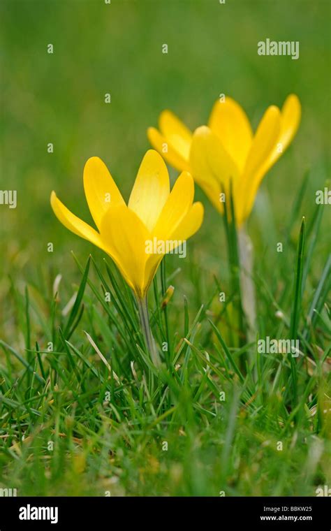 Yellow Crocuses Crocus Growing In A Meadow Stock Photo Alamy