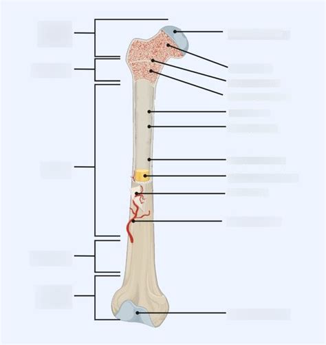 Gross Anatomy Of Long Bone Diagram Quizlet