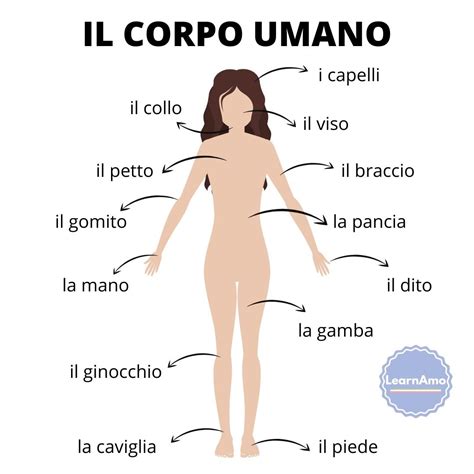 Corpo Umano Imparare L Italiano Italia Corpo