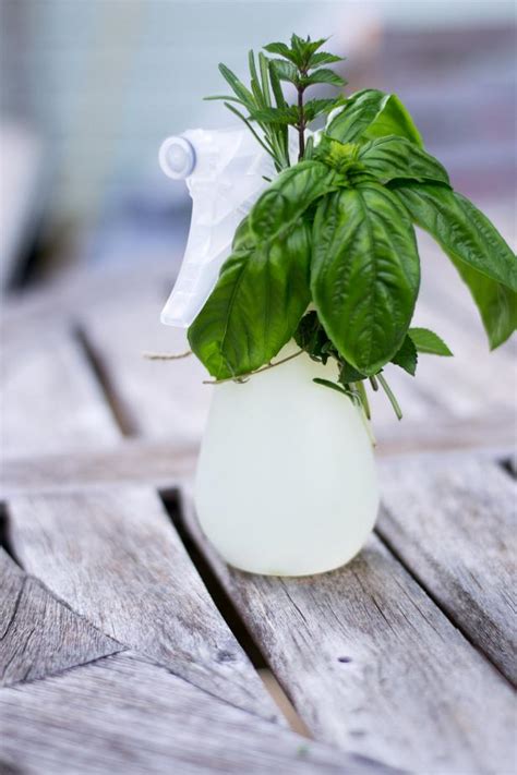 Homemade Herbal Bug Repellent Spray Hgtv