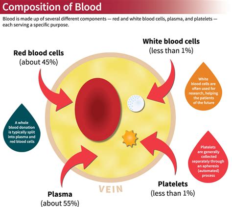 Everything About White Blood Cells And Wbc Donation In 2024 Best Donors