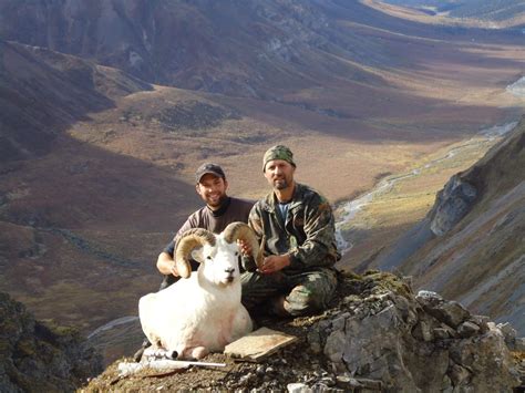 La 28 12 Day Dall Sheep Hunt For 1 Hunter Goabc Guide Outfitters