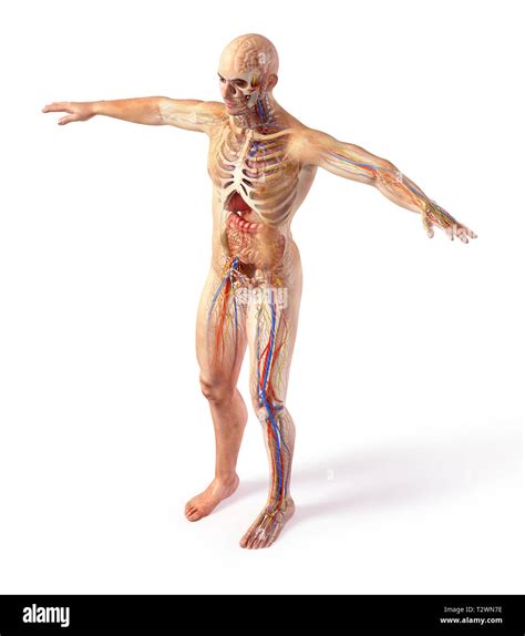 Diagramma Di Anatomia Immagini E Fotografie Stock Ad Alta Risoluzione