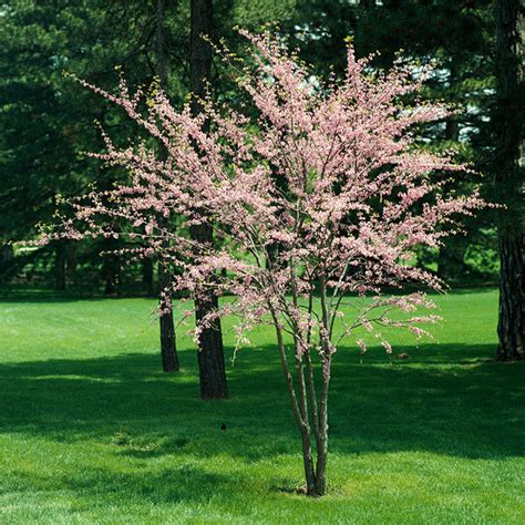 The Best Flowering Trees And Shrubs