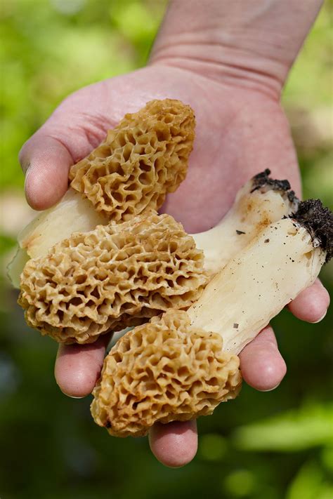 How To Find Morel Mushrooms That Are Safe To Eat Stuffed Mushrooms