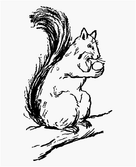 Fox Squirrel Free Transparent Clipart Clipartkey