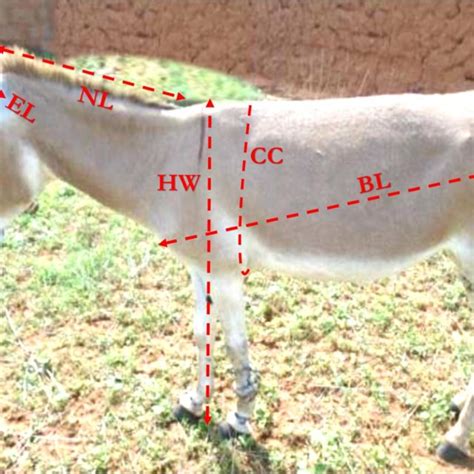 Pdf Morphometric Characterization Of Donkeys Equus Asinus In Dkudu