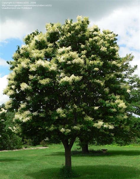 Check spelling or type a new query. japanese tree lilac | ... picture of Japanese Tree Lilac ...