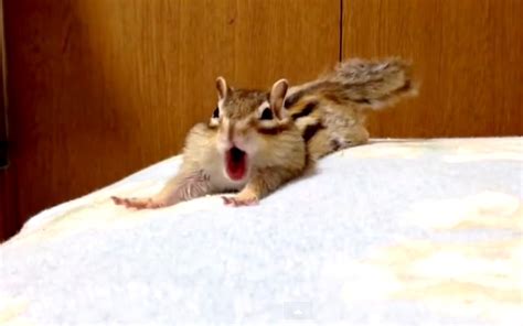 Sleepy Chipmunk Hates Getting Up In The Morning Too Video Sheknows