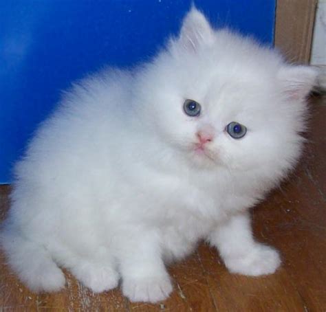 20+ persian cat kittens that will melt your heart. Persian Cat Animal | Interesting Facts & New Pictures ...