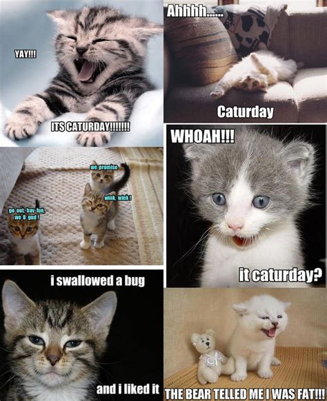 I hope you all are having a wonderful saturday. #CatMemes - It's Caturday! - Meow Aum!