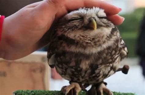 Still Want That Kitten The Adorable Baby Owl Who Loves
