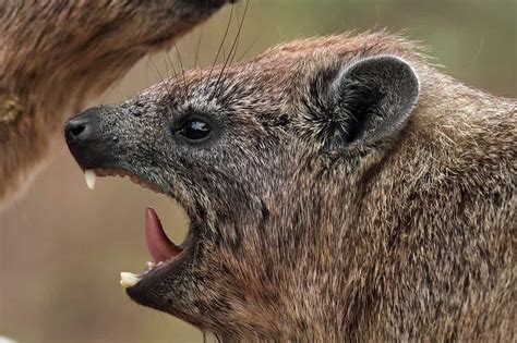 Rock Hyrax Animal Facts Procavia Capensis A Z Animals