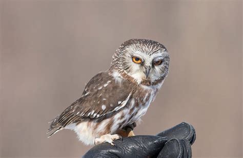 The 8 Owl Types Of Virginia And Where To Find Them